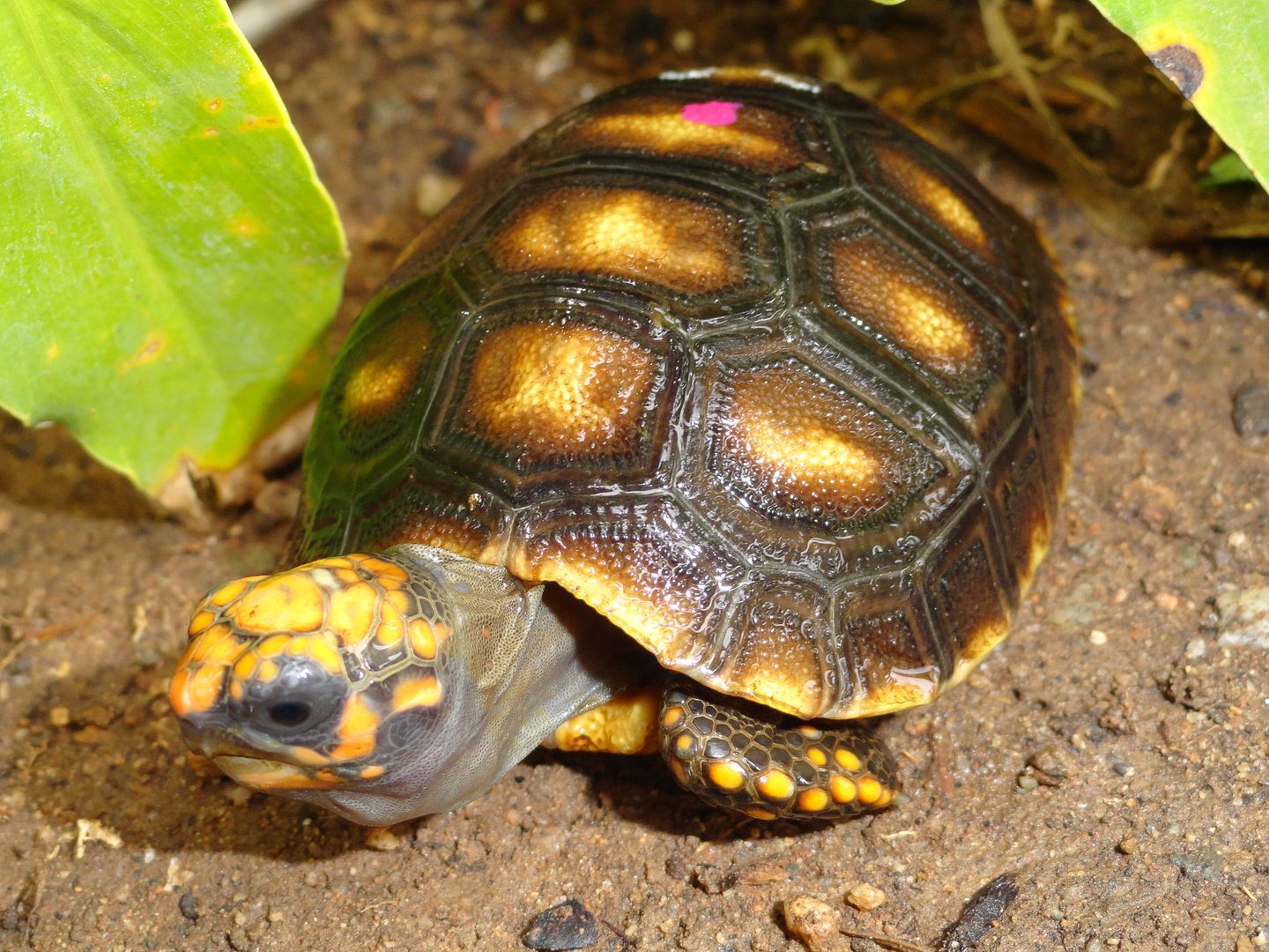 Wango Mango II Tortoise Forum
